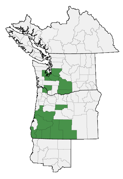 Map of where Microseris laciniata is found