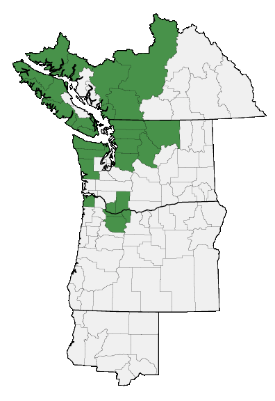 Map of where Nabalus hastatus is found