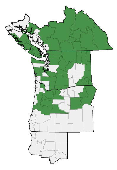 Map of where Micranthes occidentalis is found