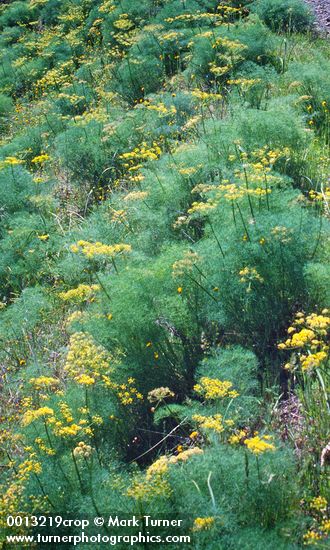 Lomatium suksdorfii