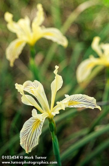 Iris bracteata