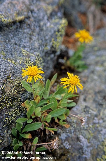 Erigeron aureus