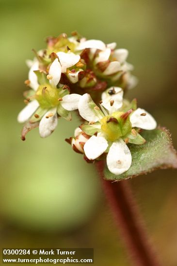 Micranthes integrifolia