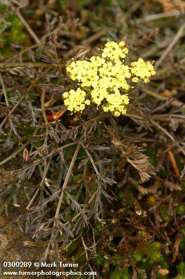 Spring Gold 