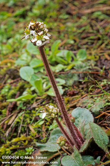 Micranthes integrifolia