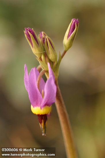 Primula poetica