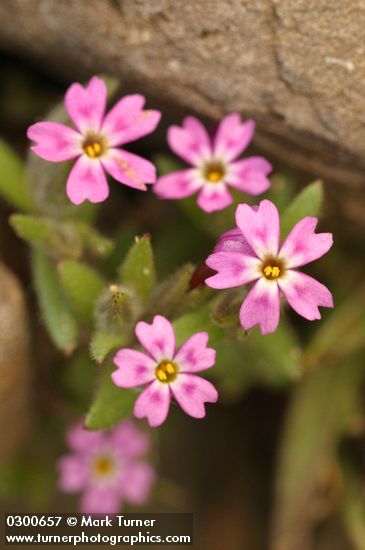Microsteris gracilis