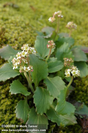 Micranthes occidentalis