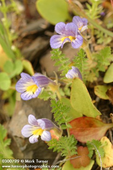 Aphyllon purpureum
