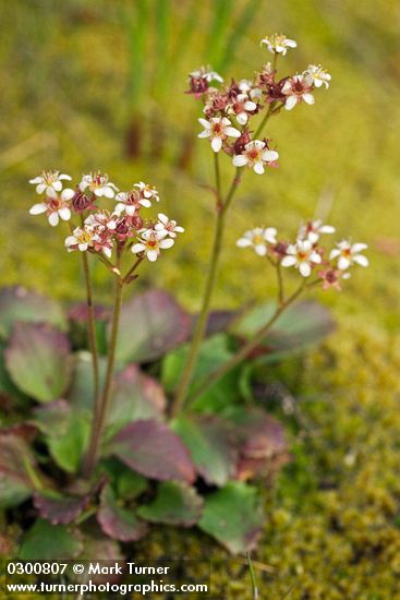 Micranthes occidentalis