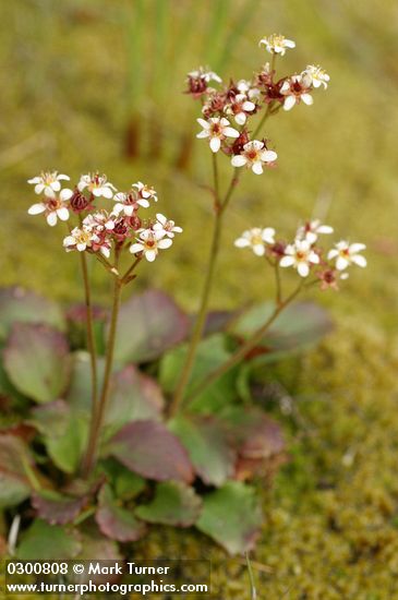 Micranthes occidentalis