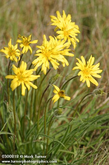False Agoseris