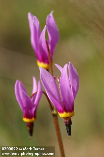 Primula poetica