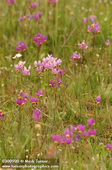 Primula poetica