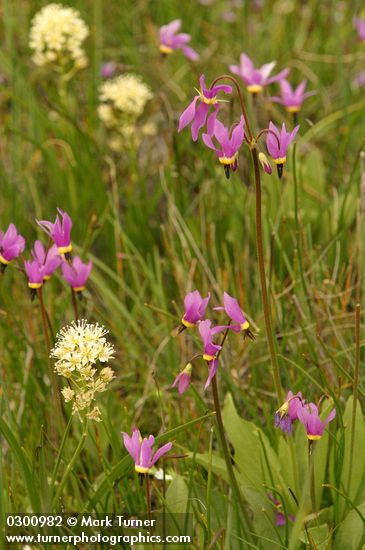 Primula poetica