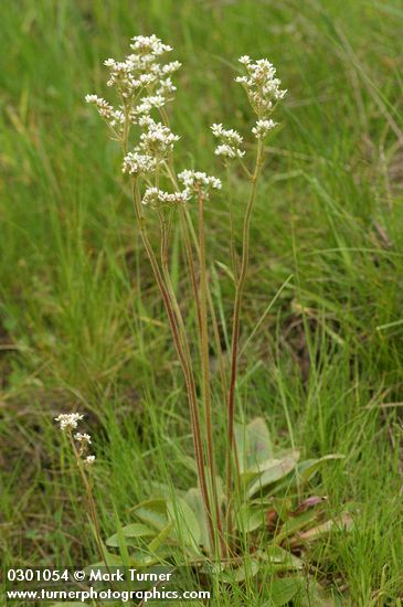 Micranthes integrifolia