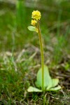 Micranthes apetala
