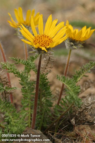 Balsamorhiza hookeri