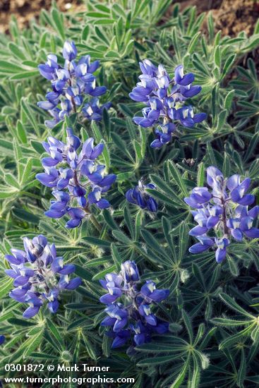 Lupinus lepidus var. lepidus