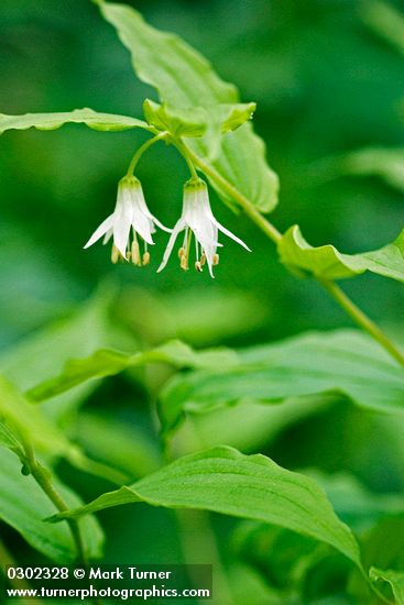 Prosartes hookeri