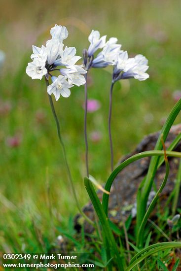 Triteleia grandiflora var. howellii