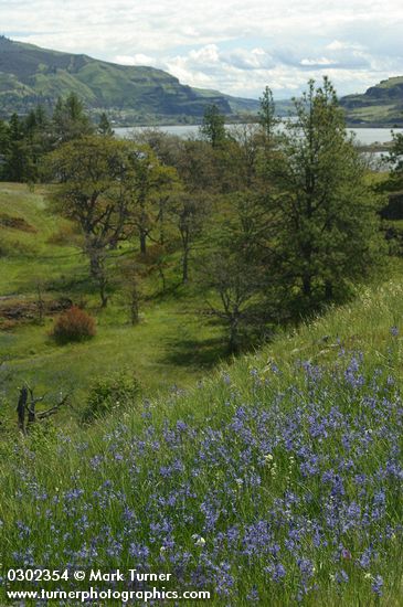 Camassia quamash
