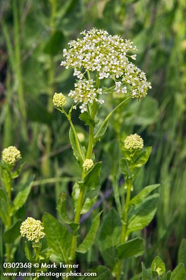 Lepidium draba