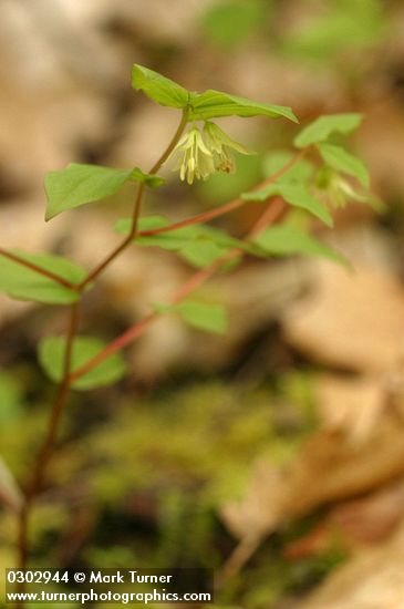 Prosartes hookeri