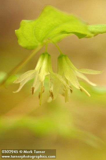 Prosartes hookeri