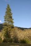 Garry Oaks, covered w/ lichens, in late afternoon sun w/ Ponderosa Pine