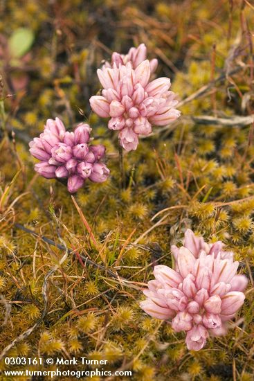 Allium parvum
