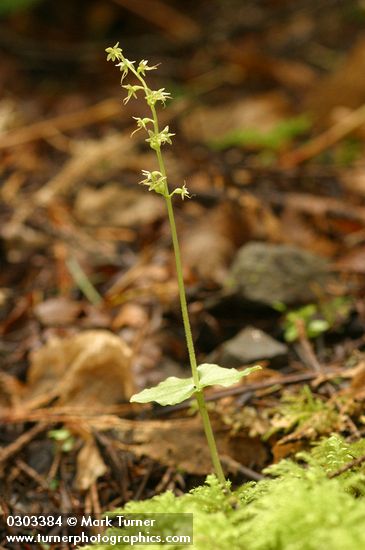 Neottia cordata