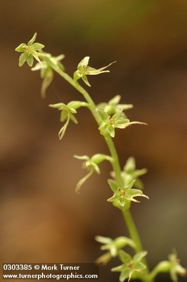 Neottia cordata