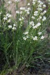 Sagebrush Stickseed