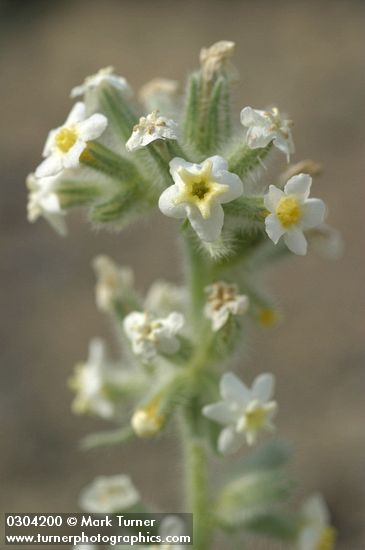 Oreocarya leucophaea