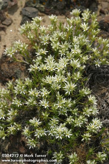 Franklin's Sandwort