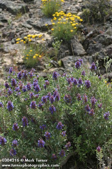 Salvia dorrii