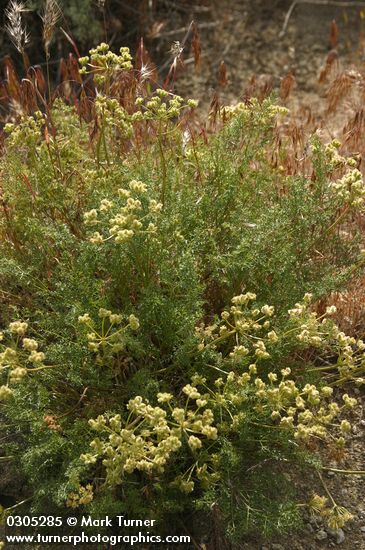 Cymopterus terebinthinus