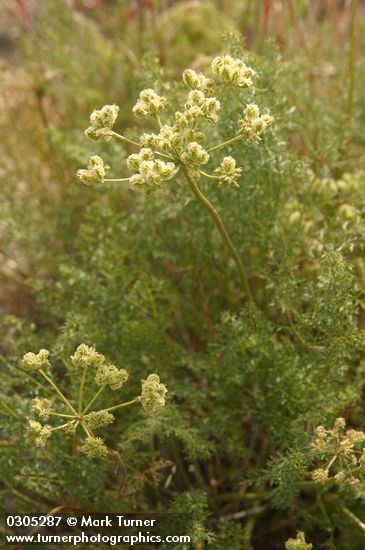 Cymopterus terebinthinus