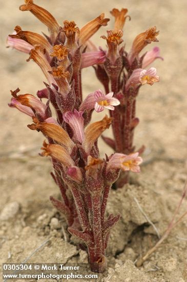 Aphyllon fasciculatum