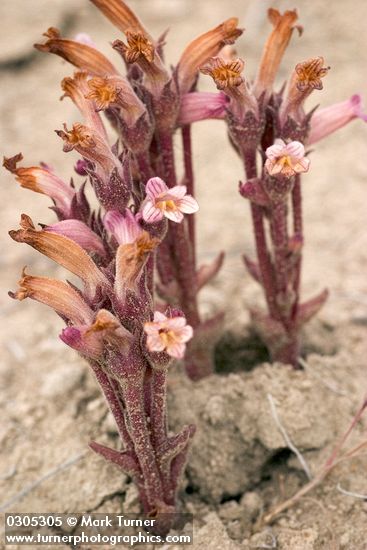 Aphyllon fasciculatum