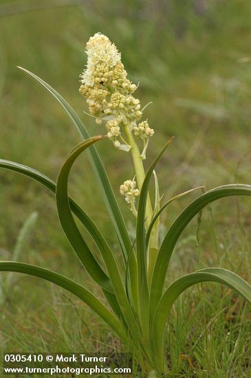 Toxicoscordion paniculatum