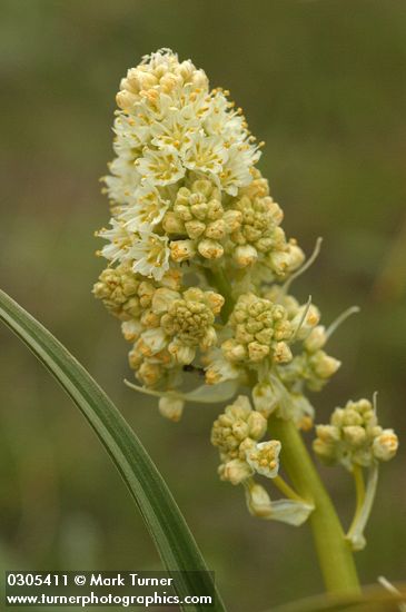 Toxicoscordion paniculatum