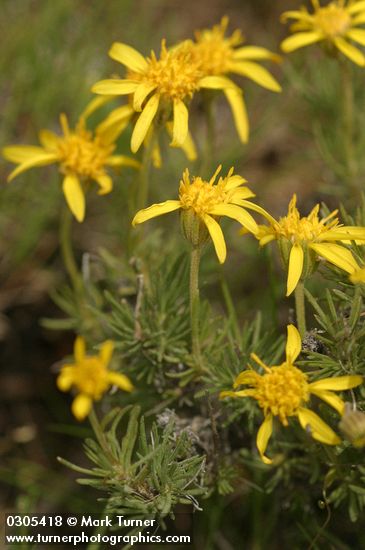 Nestotus stenophyllus