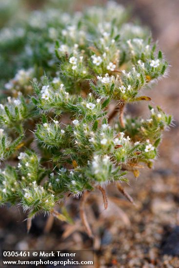 Greeneocharis circumscissa