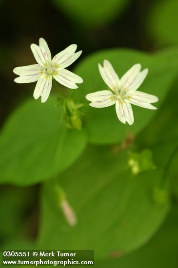 Claytonia sibirica