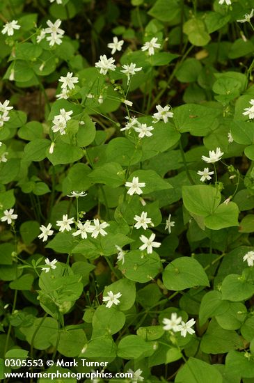 Claytonia sibirica