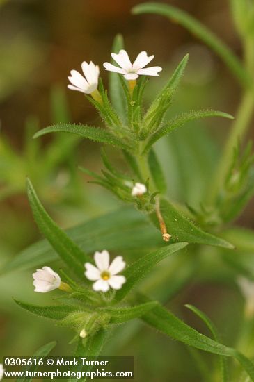 Microsteris gracilis