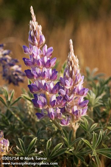 Lupinus lepidus var. aridus