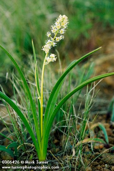 Toxicoscordion paniculatum